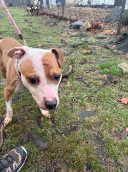 Terrier and Mixed Breed Dogs Available for Adoption - Barbie | PetCurious