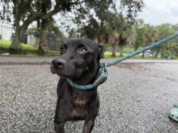 Stu -  Chihuahua Dog for Adoption in Lakeland, Florida - Stu | PetCurious