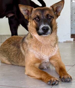 Australian Cattle Dog Blue Heeler and Shepherd Dogs Available for Adoption in Fort Lupton, Colorado - Chirk | PetCurious