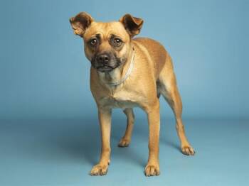 Pug and Parson Russell Terrier Dogs Available for Adoption - TALIA | PetCurious