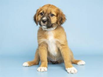OPAL -  Labrador Retriever Dog for Adoption in Phoenix, Arizona - OPAL | PetCurious