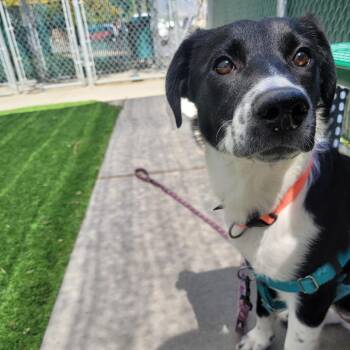 Mixed Breed Dogs Available for Adoption in Murray, Utah - Lucky | PetCurious