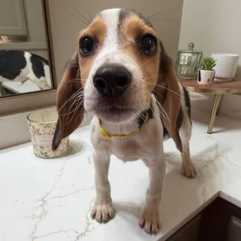 Beagle Dogs Available for Adoption in Baton Rouge, Louisiana - Jake | PetCurious