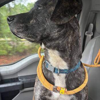 Hound Dogs Available for Adoption in Richmond Hill, Georgia - Leroy | PetCurious