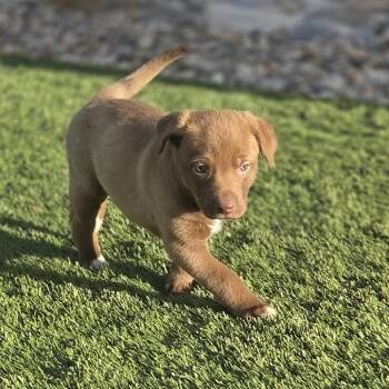 Shepherd Dogs Available for Adoption in Peyton, Colorado - Sicily (MR26-356) | PetCurious