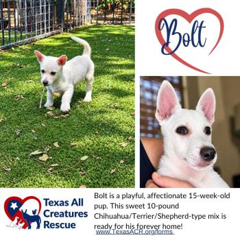 Bolt -  Chihuahua and Terrier Dog for Adoption in Alvarado, Texas - Bolt | PetCurious
