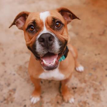 Solis -  Boxer Dog for Adoption in San Juan, San Juan - Solis | PetCurious
