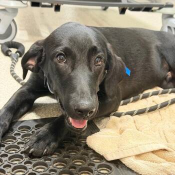 Blue -  Mixed Breed Dog for Adoption in Englewood, Florida - Blue | PetCurious