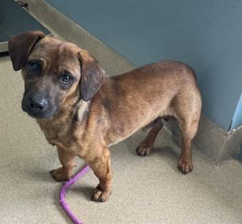 Mixed Breed Dogs Available for Adoption in Newton, North Carolina - MONTY | PetCurious