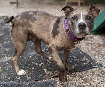 Emmy -  Terrier Dog for Adoption - Emmy | PetCurious
