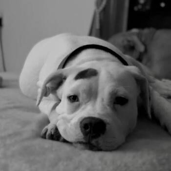 Boxer and Pit Bull Terrier Dogs Available for Adoption in Madisonville, Kentucky - Azaria | PetCurious