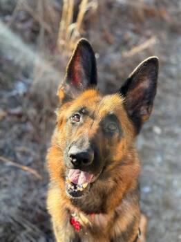 German Shepherd Dog Dogs Available for Adoption in Springfield, Massachusetts - BAILEY | PetCurious