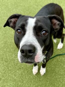 Mixed Breed Dogs Available for Adoption in Wichita, Kansas - Sandy | PetCurious