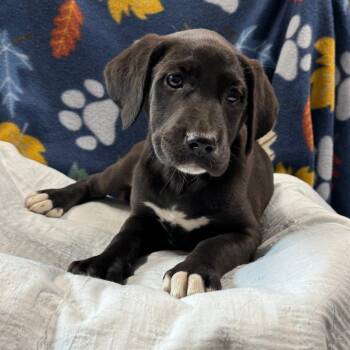 Black Labrador Retriever and Mixed Breed Dogs Available for Adoption in Eureka Springs, Arkansas - Molly | PetCurious