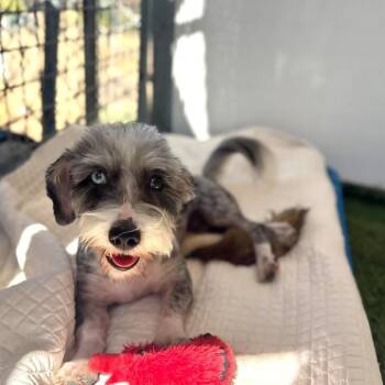 Cindy-Lou Who -  Terrier Dog for Adoption in San Pablo, California - Cindy-Lou Who | PetCurious