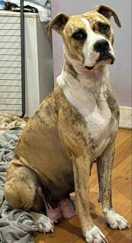 Rescue American Bully Dogs for Adoption in Abbotsford, British Columbia - Daisy | PetCurious