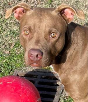 Rescue Staffordshire Bull Terrier and Mixed Breed Dogs for Adoption in Texas City, Texas - SPARKY | PetCurious