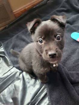 Rescue Mixed Breed Dogs for Adoption in Twinsburg, Ohio - Marshall | PetCurious