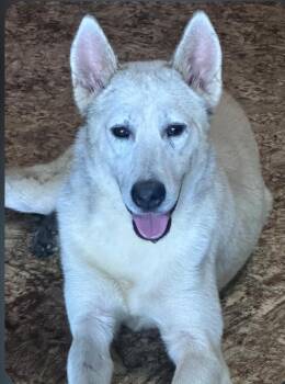 Blanco -  Husky and Mixed Breed Dog for Adoption in Houston, Texas - Blanco | PetCurious