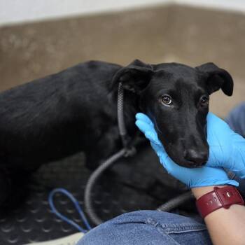 Black Labrador Retriever and Doberman Pinscher Dogs Available for Adoption in Incline Village, Nevada - Absolem | PetCurious