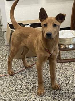 Carolina Dog and Mixed Breed Dogs Available for Adoption in Tracy, California - SUELO | PetCurious