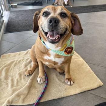 Boo Boo -  Puggle Dog for Adoption in Youngstown, Ohio - Boo Boo | PetCurious