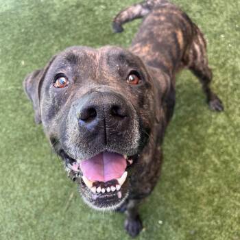 Admiral Biscuit -  Mixed Breed Dog for Adoption in Fairport, New York - Admiral Biscuit | PetCurious