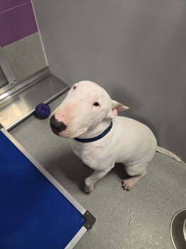 Rescue Bull Terrier Dogs for Adoption in Wellington, Kansas - Walter | PetCurious