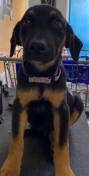 Blackwater -  Mixed Breed Dog for Adoption in Ocala, Florida - Blackwater | PetCurious
