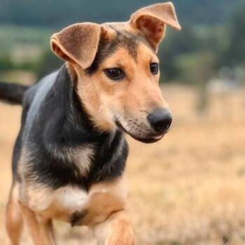 Mallard -  Doberman Pinscher and Mixed Breed Dog for Adoption in Portland, Oregon - Mallard | PetCurious