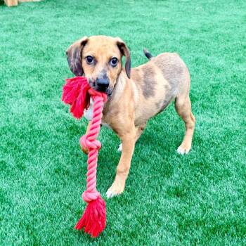 Elroy -  Shepherd Dog for Adoption in La Grange, Kentucky - Elroy | PetCurious