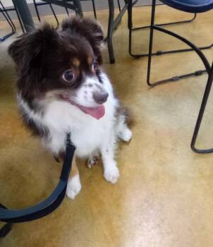 Bailey -  Australian Shepherd Dog for Adoption in Austin, Minnesota - Bailey | PetCurious