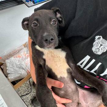 Caps Lock -  Mixed Breed Dog for Adoption in Fredericksburg, Virginia - Caps Lock | PetCurious