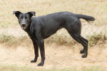 Rescue Labrador Retriever and Cattle Dog Dogs for Adoption in Newburgh, Indiana - Risa | PetCurious