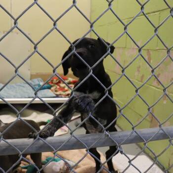 Pit Bull Terrier and Mixed Breed Dogs Available for Adoption in Springfield, Illinois - Elphaba | PetCurious