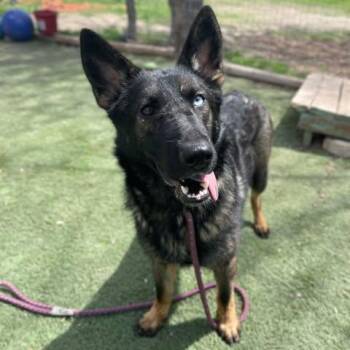 Sloan -  German Shepherd Dog Dog for Adoption in Center Point, Texas - Sloan | PetCurious