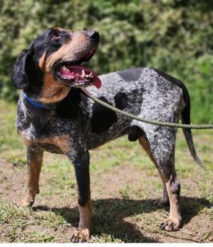 Bluetick Coonhound Dogs Available for Adoption in Bloomfield, Connecticut - Rocky | PetCurious