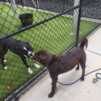 Cocoa -  Mixed Breed Dog for Adoption in Greensboro, North Carolina - Cocoa | PetCurious