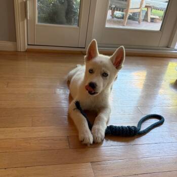 Husky Dogs Available for Adoption in Escondido, California - Munchkin | PetCurious