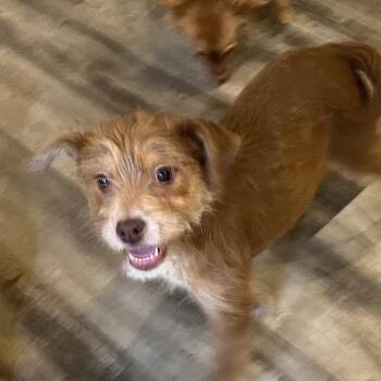Terrier Dogs Available for Adoption - Marmalade | PetCurious