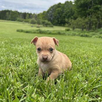 Ruby -  Chihuahua Dog for Adoption in Saratoga Springs, New York - Ruby | PetCurious
