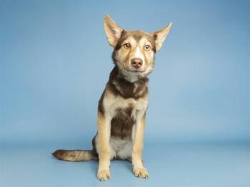 German Shepherd Dog and Husky Dogs Available for Adoption in Phoenix, Arizona - LOVEBIRD | PetCurious