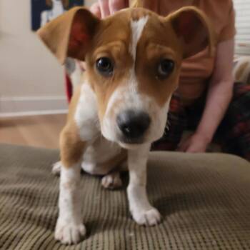 Terrier and Shepherd Dogs Available for Adoption - Spackle | PetCurious