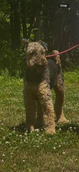 Airedale Terrier Dogs Available for Adoption in Cambridge, Maryland - Bosco | PetCurious