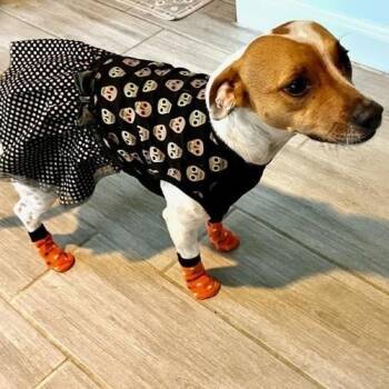 Poppy -  Jack Russell Terrier Dog for Adoption in Lewisville, Texas - Poppy | PetCurious
