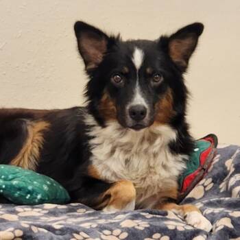 Rescue Collie Dogs for Adoption in New York, New York - Lassie | PetCurious