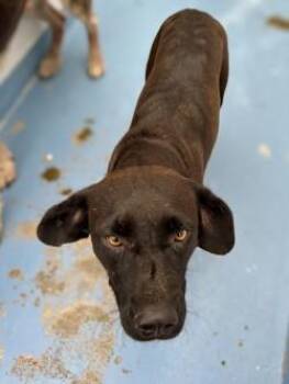 Wilma -  Labrador Retriever and Mixed Breed Dog for Adoption in Gainesville, Florida - Wilma | PetCurious