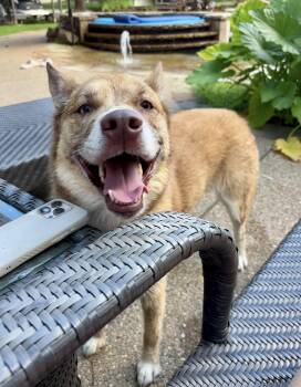 Koda Blue -  Siberian Husky Dog for Adoption in Carrollton, Texas - Koda Blue | PetCurious