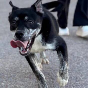 Orca -  Husky and Mixed Breed Dog for Adoption in Tacoma, Washington - Orca | PetCurious