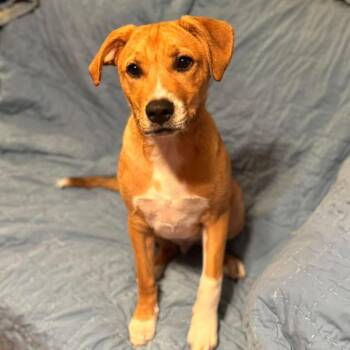 Labrador Retriever Dogs Available for Adoption in Grand Bay, Alabama - Huck | PetCurious